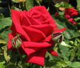 Hoagy Carmichael rose photo