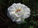Mount Shasta rose photo