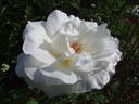 Mount Shasta rose photo
