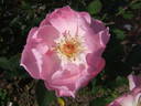 The Lady's Blush rose photo