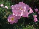 The Lady's Blush rose photo
