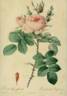 <i>Rosa bifera officinalis</i> rose photo