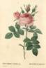 <i>Rosa bifera officinalis</i> rose photo