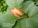 Claus Groth rose photo
