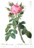 Rosa bifera macrocarpa rose photo