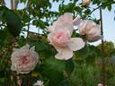 Jean Lafitte rose photo