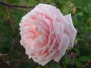 Jean Lafitte rose photo