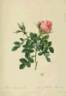Rosa Bifera pumila rose photo