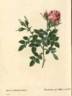 Rosa Bifera pumila rose photo