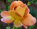 Brownie rose photo