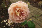 Brownie rose photo