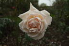 La Favorite rose photo