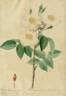 <i>Rosa damascena subalba</i> Red. rose photo