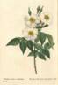 <i>Rosa damascena subalba</i> Red. rose photo