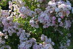 Guirlande Rose rose photo