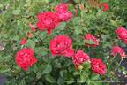 Dr. Erik Pretorius rose photo