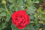 Dr. Erik Pretorius rose photo