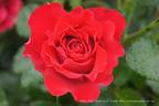 Dr. Erik Pretorius rose photo