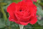 Dr. Erik Pretorius rose photo