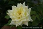 Andrew's Comfort rose photo