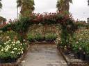 Cherry Garland ™ rose photo