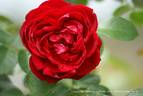 Cherry Garland ™ rose photo