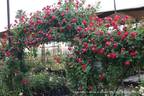 Cherry Garland ™ rose photo