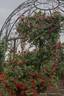 Cherry Garland ™ rose photo