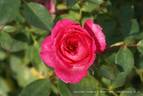 Pink Carrousel rose photo