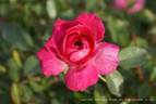 Pink Carrousel rose photo
