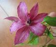 Barbara clematis photo