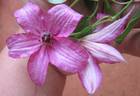 Barbara clematis photo