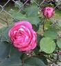 August Noack, Cl. rose photo