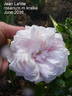 Jean Lafitte rose photo