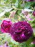 Cora rose photo
