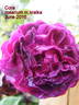 Cora rose photo