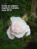 Gruss an Labenz rose photo