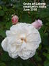 Gruss an Labenz rose photo