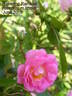Havering Rambler rose photo