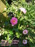 Havering Rambler rose photo