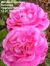 Monsieur Cordeau rose photo