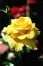 Goldstar rose photo