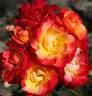 Firebird rose photo