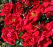 Cherri Kolorscape ™ rose photo