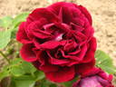 John Bright rose photo