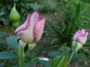 Silver Star ® rose photo
