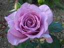 Silver Star ® rose photo