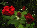 Duftbella ® rose photo