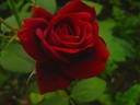 Duftbella ® rose photo