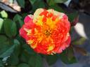 Showy Pinocchio rose photo